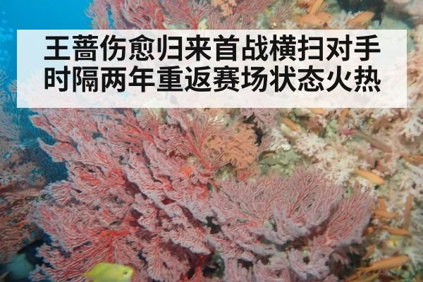 王蔷伤愈归来首战横扫对手 时隔两年重返赛场状态火热